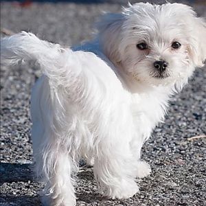 Meet your Posher, Elsa